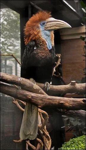 Ce calao se rencontre dans les forêts humides d'Afrique de l'Ouest, c'est un :