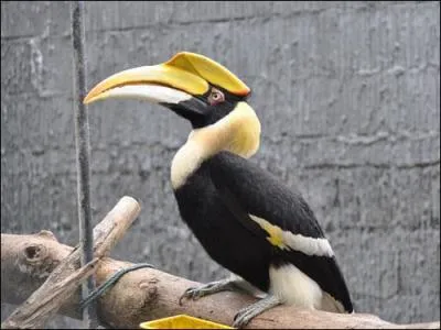 Ce calao vit dans le sud de l'Asie :