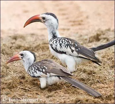 Ce calao a inspiré "Zazu" le célèbre calao du film "Le Roi lion", c'est un :