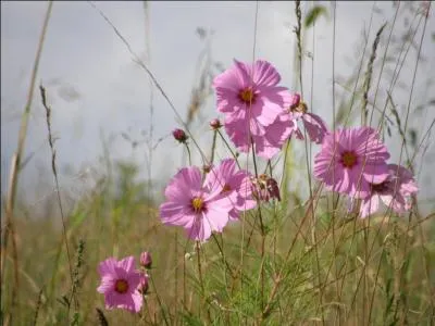 Panier suspendu à un ballon, où prennent place les aéronautes :