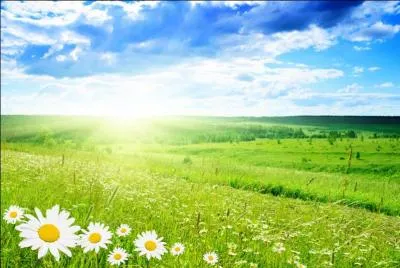 Botanique. Aconit des montagnes, à fleurs bleues :