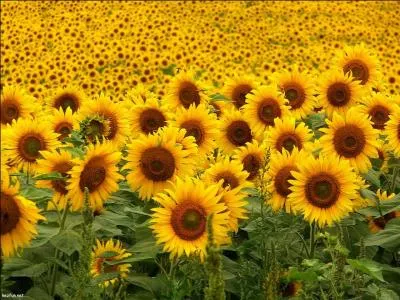 Narine de certains animaux :