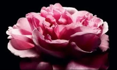 Qui a dit : "Si la matière grise était plus rose, le monde aurait moins les idées noires." ?