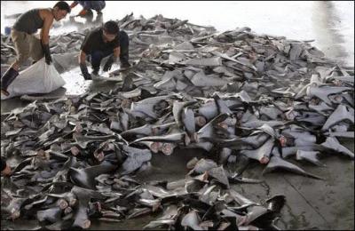 Animaux - Chaque année, environ 5 humains meurent par la faute des requins. En partant de l'autre sens, combien de requins meurent par la faute des humains ?
