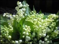 Biologie - Petit rappel du mois de mai. Symbolisant la chance et le bonheur, il peut être suffisamment toxique pour nous humains, que ce soit au niveau des tiges, des baies, des feuilles... Son ingestion peut être mortelle. Comment cette fleur peut-elle aussi s'appeler ?