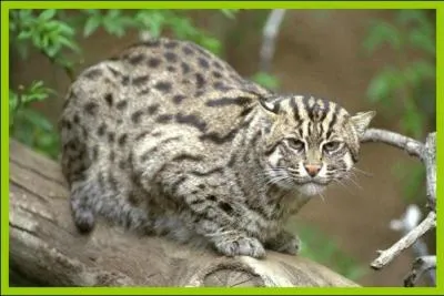 Si je vous dis que ce félin est plutôt solitaire et très territorial, qu'il chasse très souvent des poissons et des crustacés mais aussi quelques mammifères et des oiseaux. Ce félin a des pattes courtes et une tête large et allongée. Vous me dîtes que ce félin est...