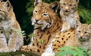 Quiz Felins