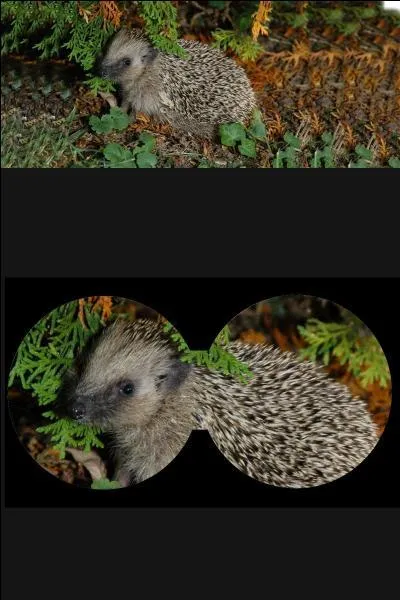 Quelle est la durée de gestation chez le hérisson ?