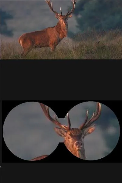 Quand peut-on entendre le brâme du cerf ?