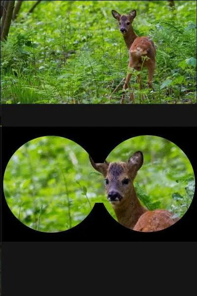 Quel est le nom de ce cervidé femelle ?