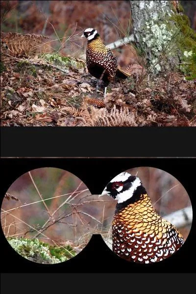 Quel est le nom de cet oiseau ?