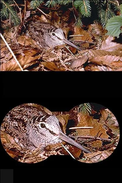 Quel est le nom de cet oiseau ?