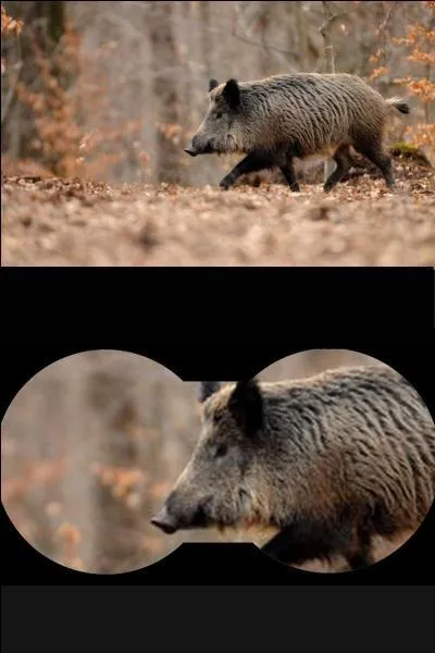 Quelle est la durée de gestation chez la laie ?