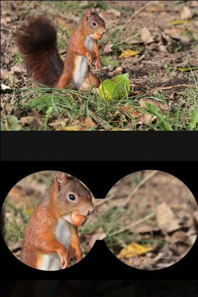 Quelle est la durée d'allaitement des petits écureuils roux ?