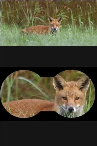 Quelle est la période d'accouplement du renard roux ?