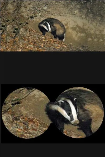 Quel est le nom de ce mustélidé ?