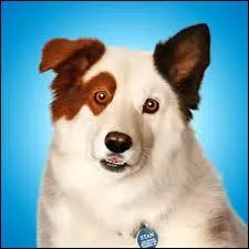 Dans "Doggyblog", comment s'appelle le chien ?