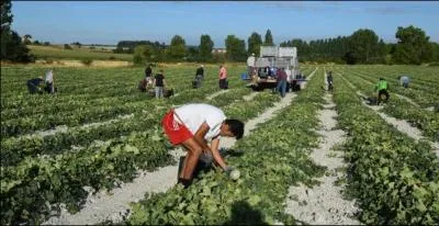 Combien coûte à produire un melon à l'EARL des Noisetiers à Thuré ?