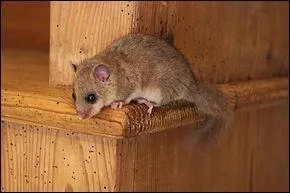 Reconnaissez-vous ce rongeur à activité nocturne qui dort durant l'hiver ?