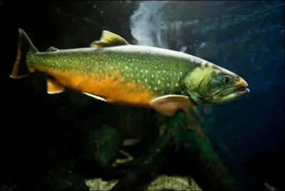 Quel est ce poisson d'eau douce que l'on trouve souvent dans les lacs de montagne, et dont la couleur et la taille sont variables ?