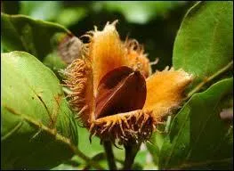 Quel est le nom du fruit du hêtre ?