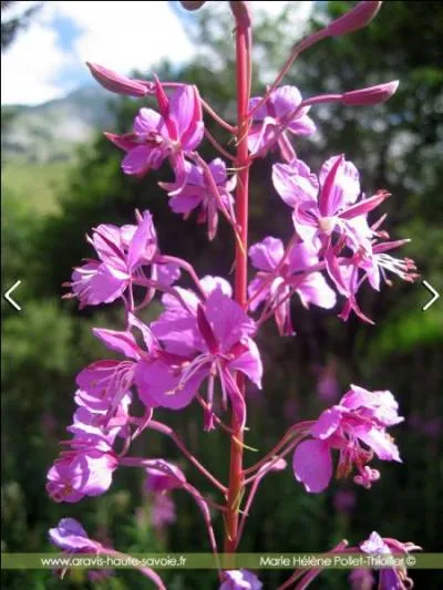 Donnez-moi le nom de cette fleur rose magenta qui pousse en montagne ?