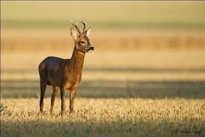 Les chevreuils sont anoures, que signifie ce terme ?