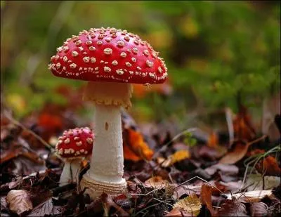 Merveille de la nature, quel est le nom de ce champignon ?