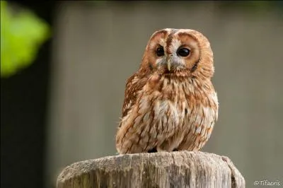Une dernière question très chouette ! Comment différencie-t-on une chouette d'un hibou ?