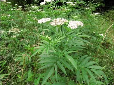 Quelle est cette plante toxique ? (L'image peut s'agrandir en un clic)