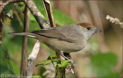 Donnez-moi le nom de ce passereau dont nous voyons un exemplaire femelle :