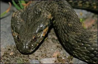 Quel est ce serpent ?