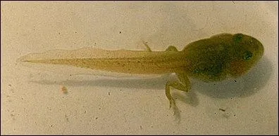 Combien de temps, approximativement, met un têtard pour devenir grenouille ?