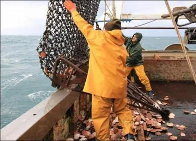 En quelle matière est le système de drague pour pêcher la coquille Saint-Jacques ?