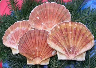 Combien de tonnes de coquilles Saint-Jacques sont pêchées chaque année en France ?