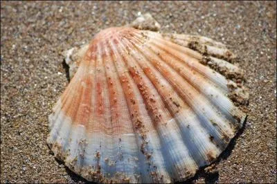 En normand, dans le Calvados, comment appelle-t-on la coquille ?
