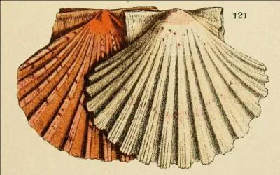 Quelle est la taille minimum légale autorisée pour les professionnels pour la coquille Saint-Jacques ?