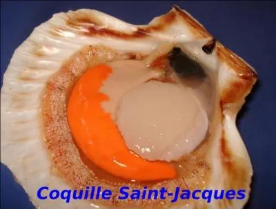 En gastronomie, comment s'appelle la glande génitale de la coquille Saint-Jacques ?