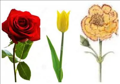 Autre question facile : quelle est sa fleur préférée ?