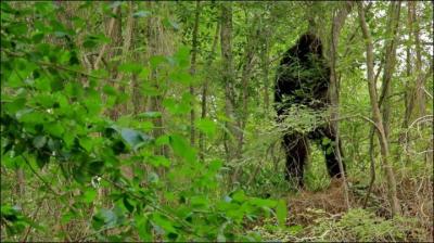 Un petit groupe de cinq jeunes décide de s'aventurer dans un chalet appartenant à leur oncle. Ce chalet se situe dans les bois autour duquel une "chose poilue" rode.