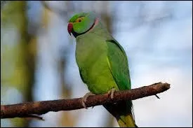 De quoi se nourrissent essentiellement les perruches à collier ?