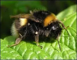 La reine des bourdons passe l'hiver :