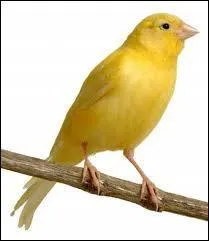 À quelle espèce appartient ce canari ?