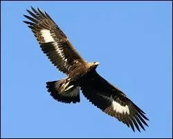 Combien un aigle royal mesure-t-il à peu près, en longueur ?