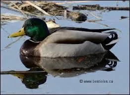 Un canard vole :