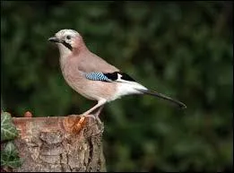 Cet animal s'appelle :