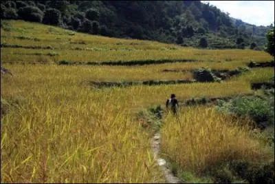 Le 18 octobre 1639 : apparition du millet d'Espagne sur le marché de Toulouse. Il s'impose entre 1644 et 1655. Mais qu'est-ce donc ?