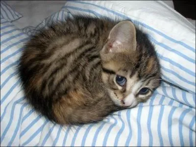 Dans la mythologie grecque, nymphe des bois, des vallons et des grottes :