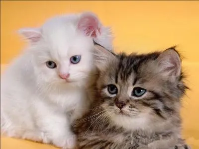 Poire chinoise, jaune et croquante :