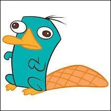 Un ornithorynque est